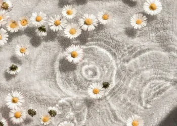 Daisies floating on water